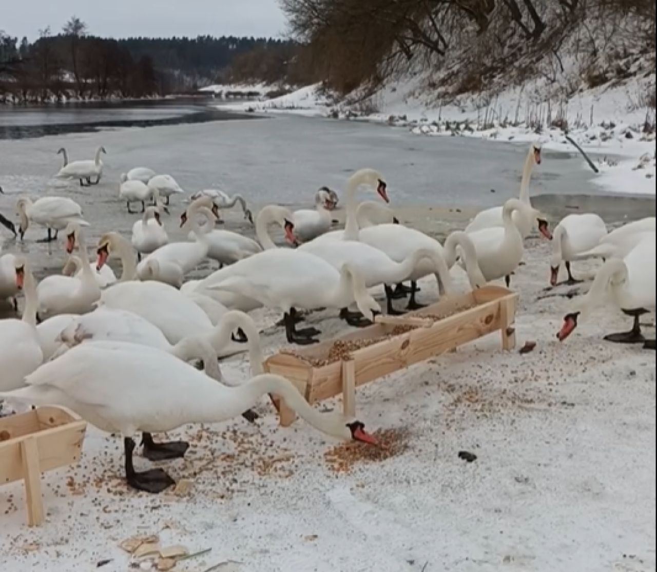 Сотні лебедів злетілися на зимівлю до Ізяславської громади на Шепетівщині
