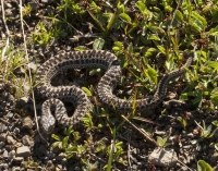 Змія укусила 44-річного чоловіка