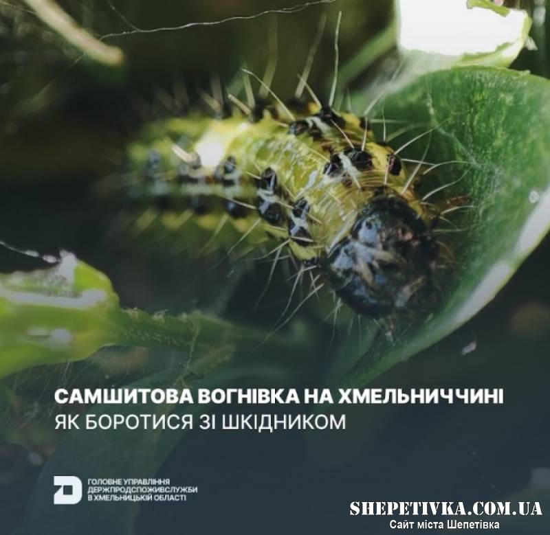 Із зимуючих коконів гусениць виходять самшитові вогнівки: як боротися