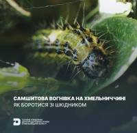 Із зимуючих коконів гусениць виходять самшитові вогнівки: як боротися