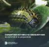 Із зимуючих коконів гусениць виходять самшитові вогнівки: як боротися