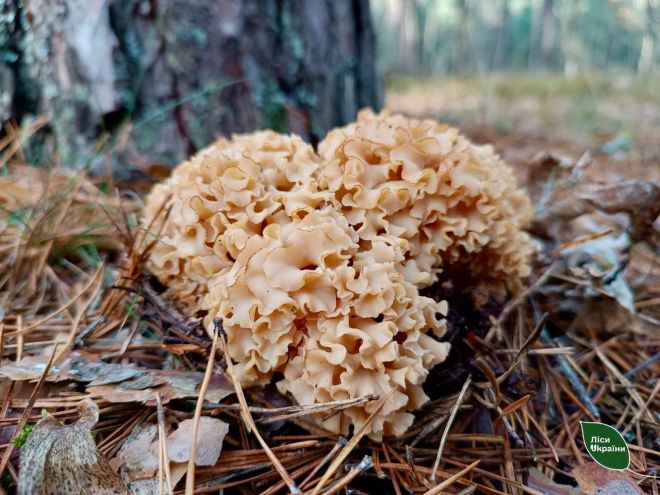 У лісах Шепетівщини виявили рідкісний червонокнижний гриб