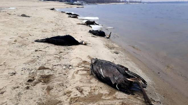 Загадковий мор водоплавних птахів у Запоріжжі: що відбувається на берегах Дніпра