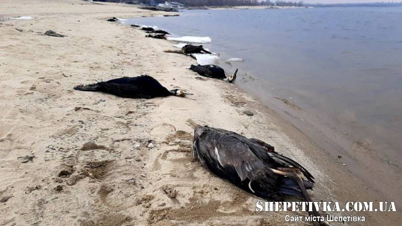 Загадковий мор водоплавних птахів у Запоріжжі: що відбувається на берегах Дніпра