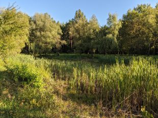 У Шепетівському парку шукали труп, а виявилось, що треба шукати жартівницю