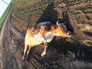 Кримінальне провадження у справі зґвалтованої корови закрили, але після скандалу передумали