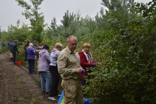 Шепетівські лісівники вже заготували 1,3 тонни аронії
