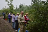 Шепетівські лісівники вже заготували 1,3 тонни аронії