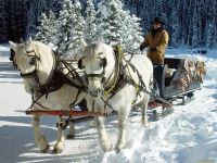 У Шепетівському районі судили чоловіка, який переїхав бабусю саньми