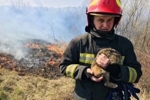 У Шепетівці з підпаленої трави врятували зайченя