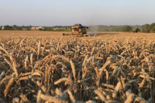 Завершилось збирання ранніх зернових, зернобобових культур та ріпаку