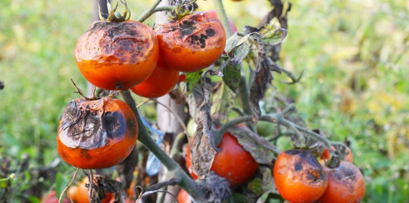 Фітофтора томатів та як з нею боротись