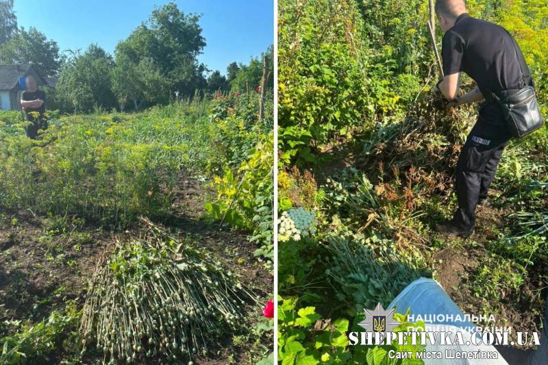 Виростив 240 кущів снодійного маку: на Шепетівщині перед судом постане 43-річний чоловік