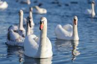 Пернаті красені знову зимують у Нетішині