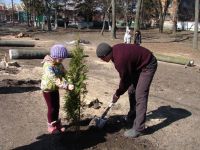 Грицівчани висадили алею на честь учасників АТО