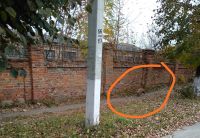 По вулиці Степана Бандери бігала лисиця