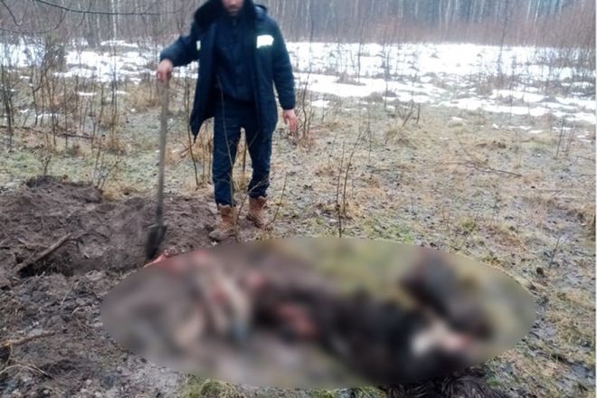 На Шепетівщині встановлюють обставини вбивства червонокнижного лося