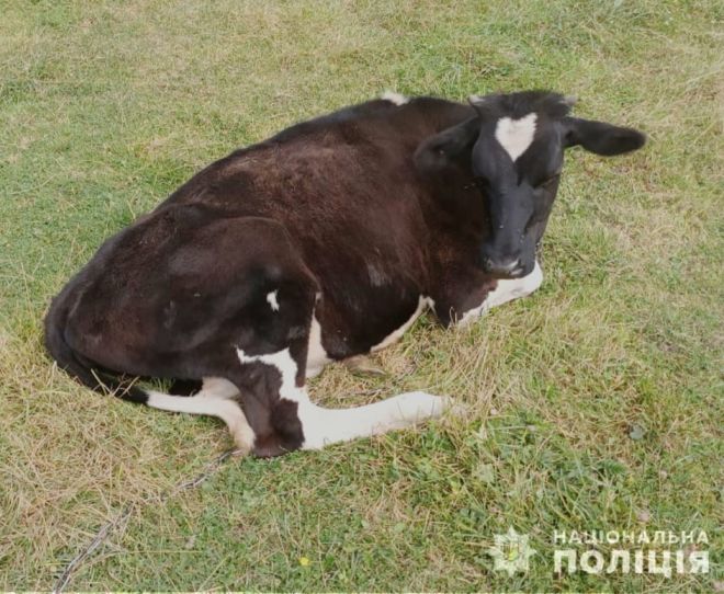 На Шепетівщині чоловік здав на м’ясо крадену корову, але пропажу вчасно виявили