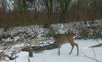У лісах Шепетівщини в об'єктив фотопастки потрапила сарна європейська